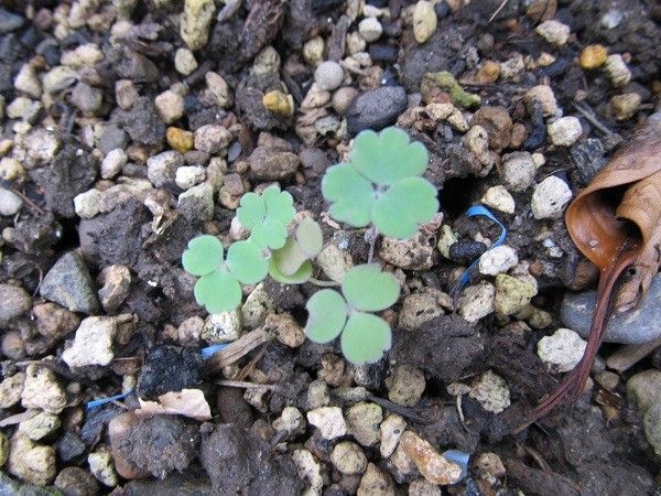 シュウメイギクのつぼみとオダマキの芽と種まきアンゲロニアの開花