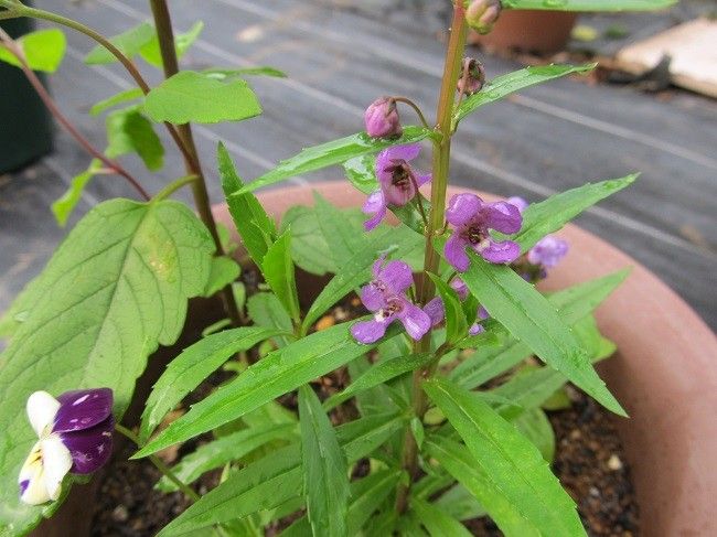 シュウメイギクのつぼみとオダマキの芽と種まきアンゲロニアの開花