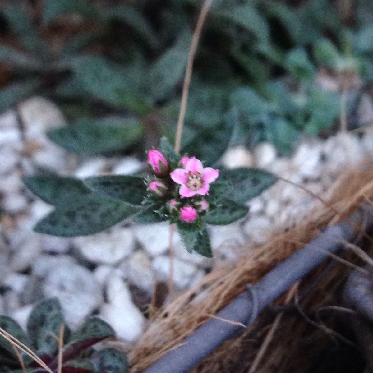 多肉植物の小さな花