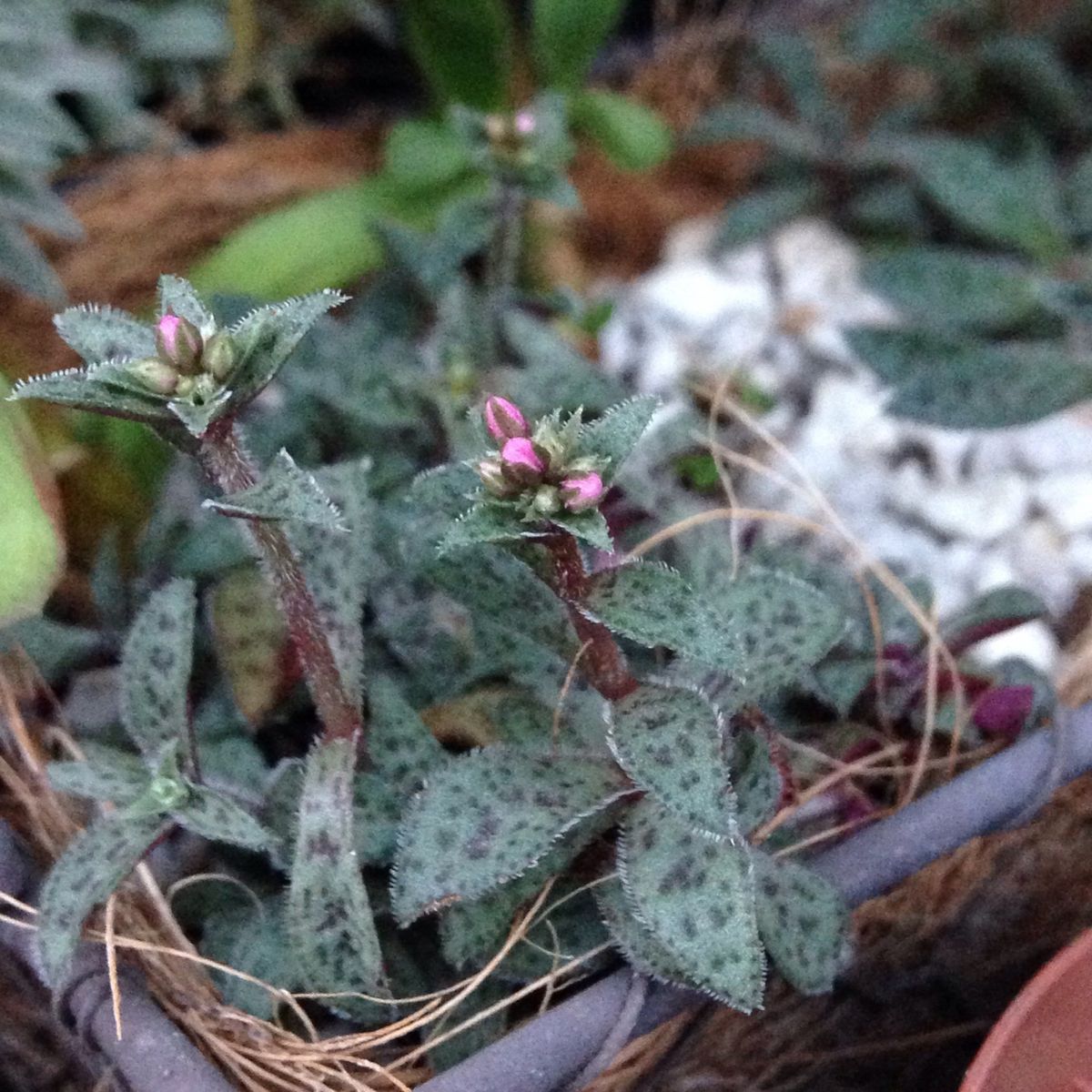 多肉植物の小さな花