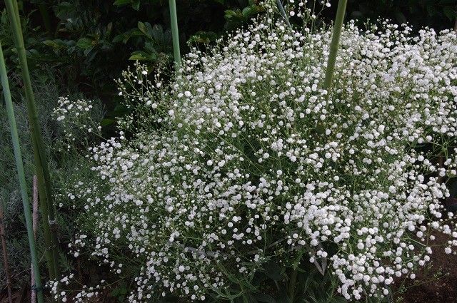 宿根カスミソウ2番花