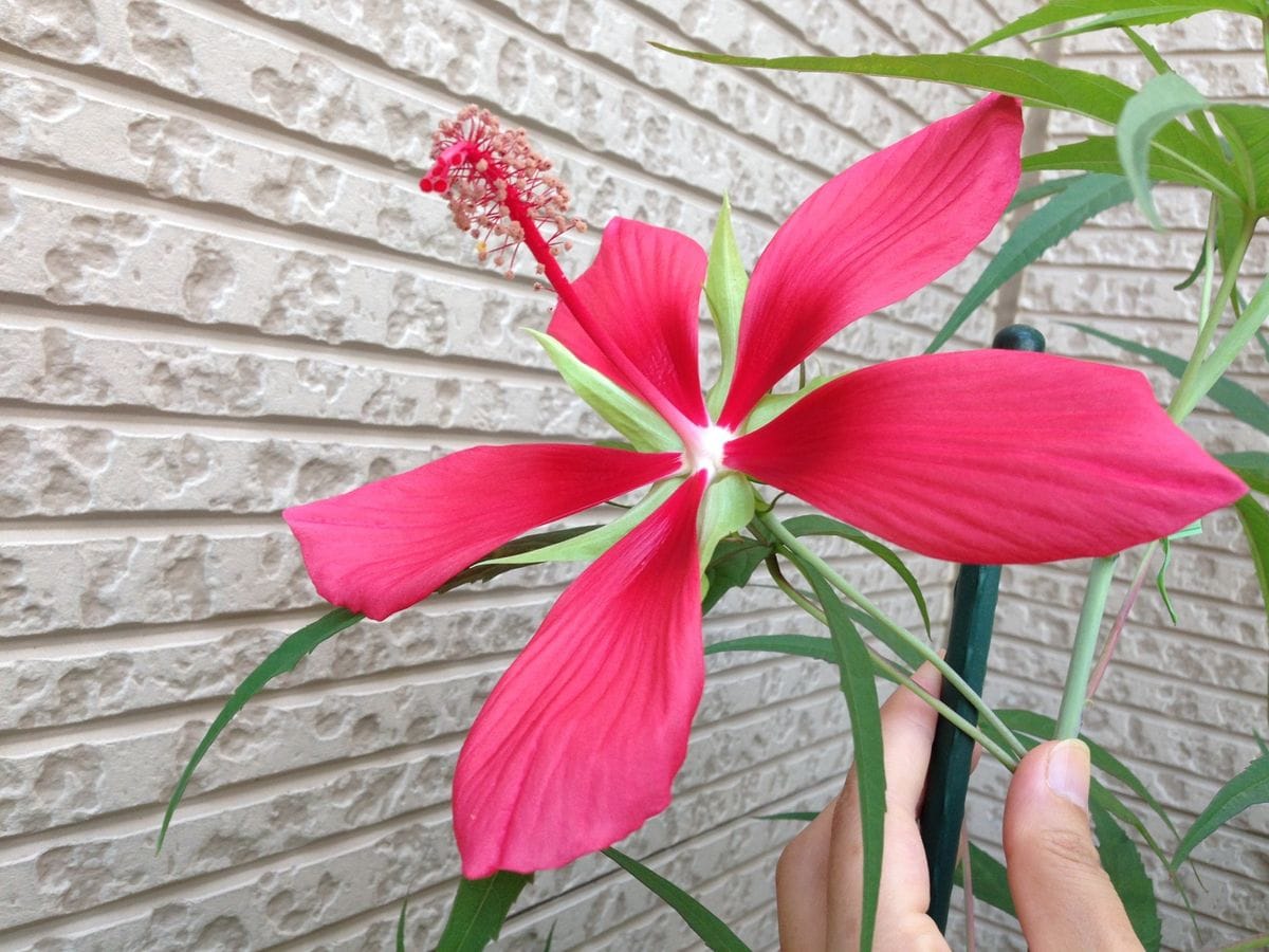 モミジアオイの初花