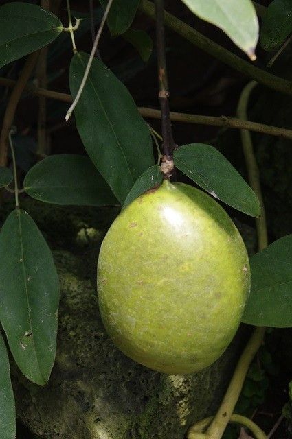 大花壇の植終わった様子