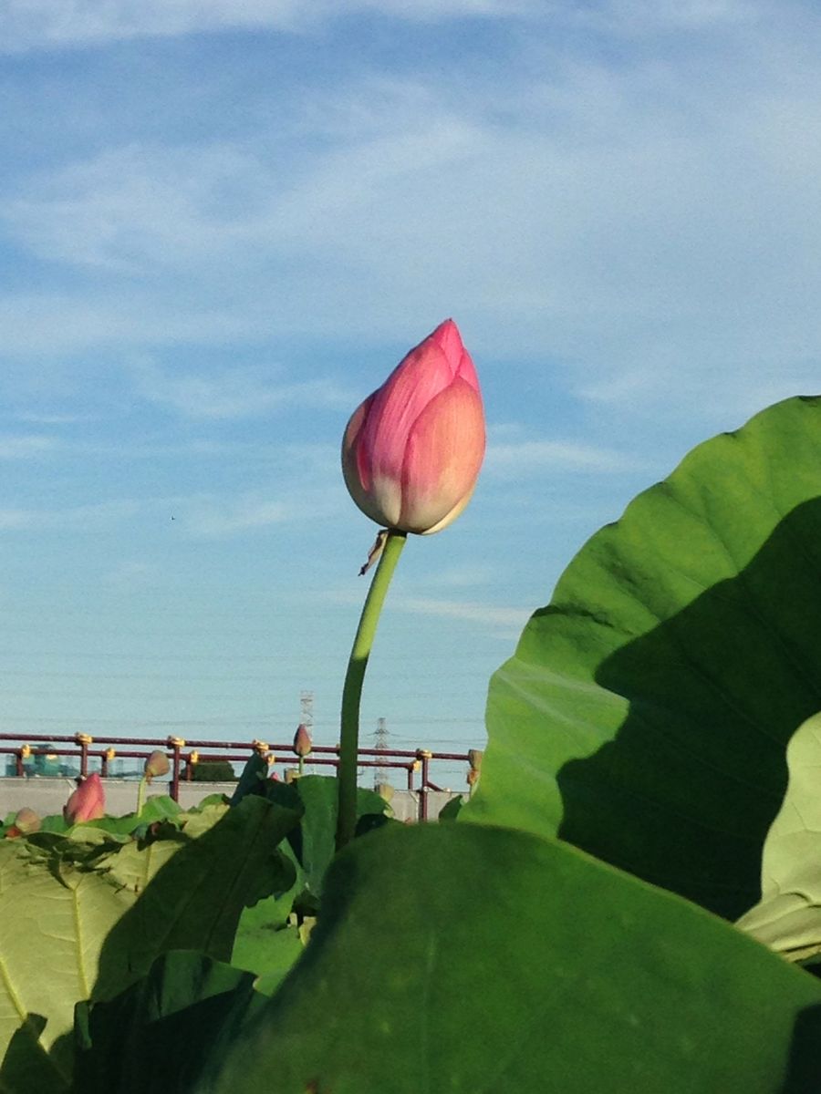 森川花はす田