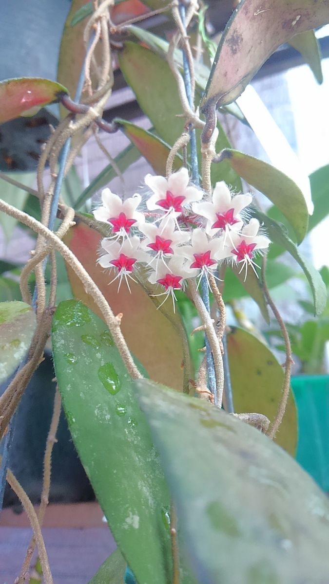 Hoya  flagellata