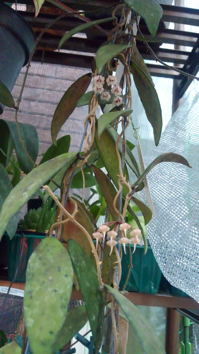 Hoya  flagellata