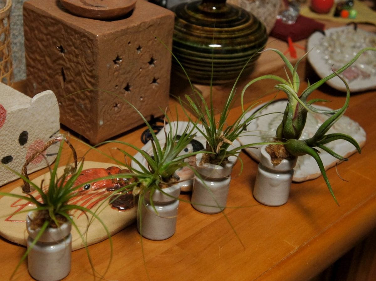 こんなものに植えてみました。