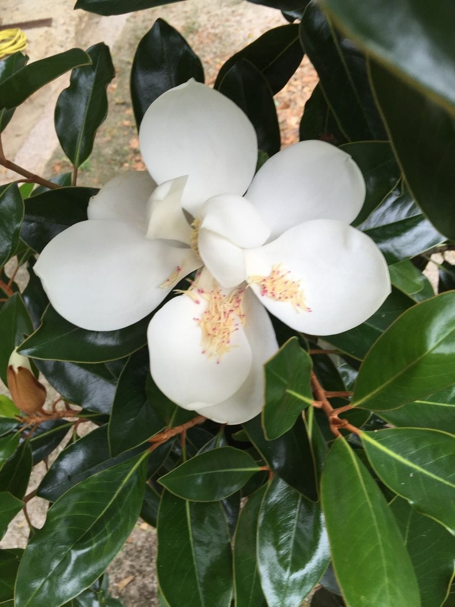 今日の花