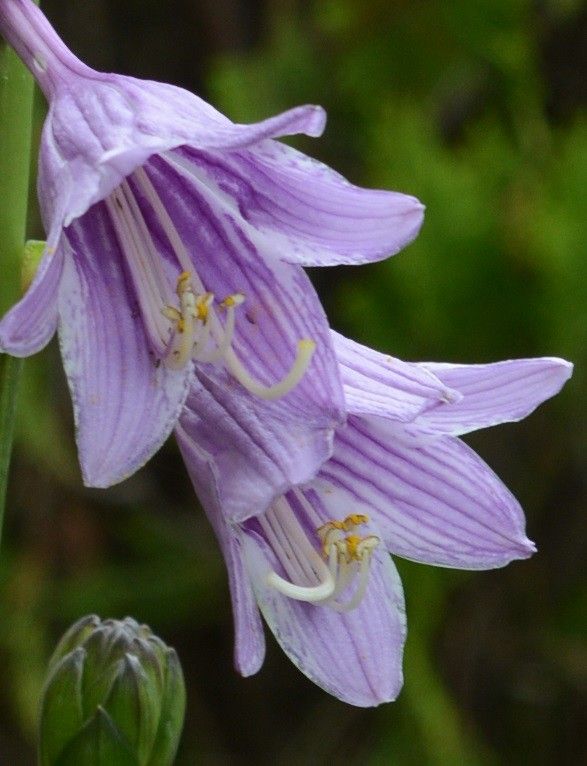 タチギボウシの開花