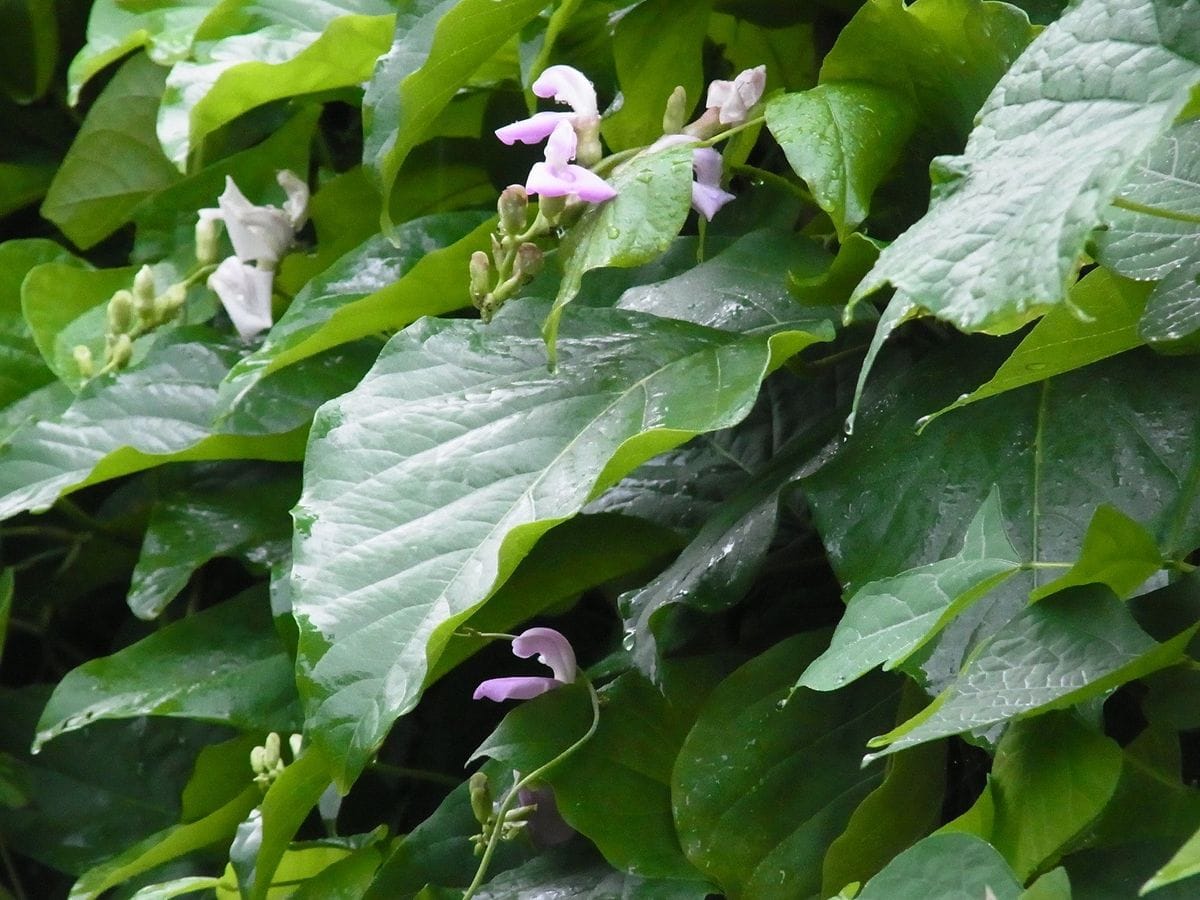 昨日は晴れ…今日は雨…明日は？