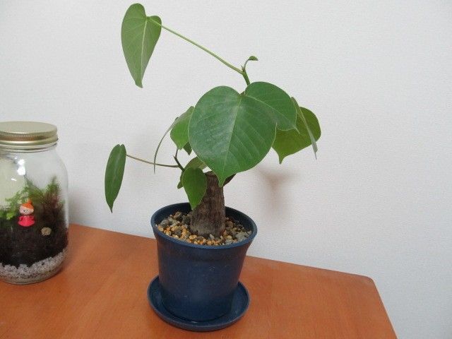 ボンバックスの植え替え