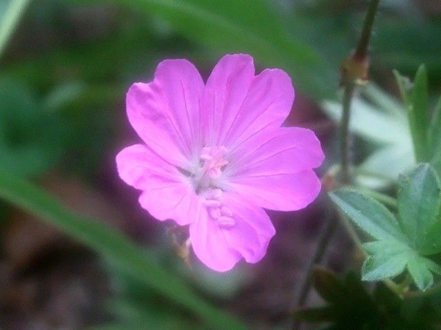 小さなピンク色の花いろいろ