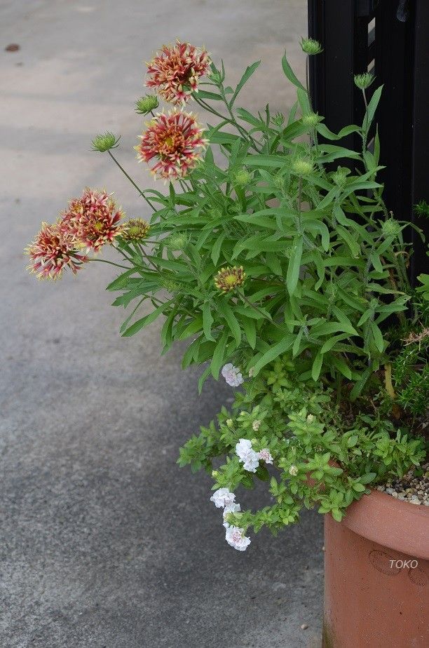 夏の花といえば…