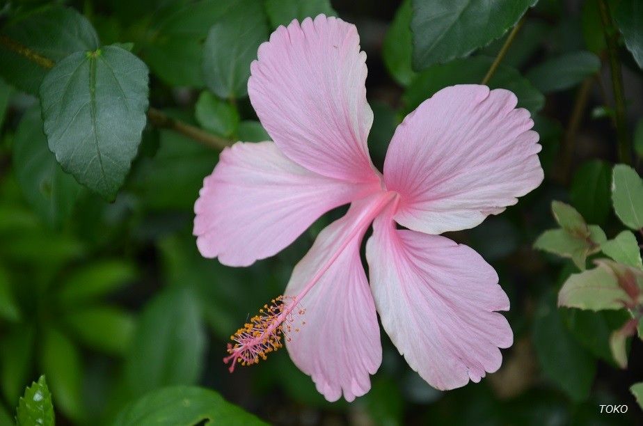 夏の花といえば…