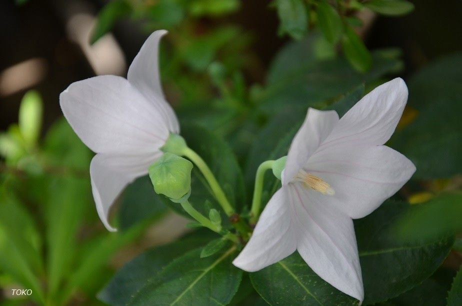 夏の花といえば…