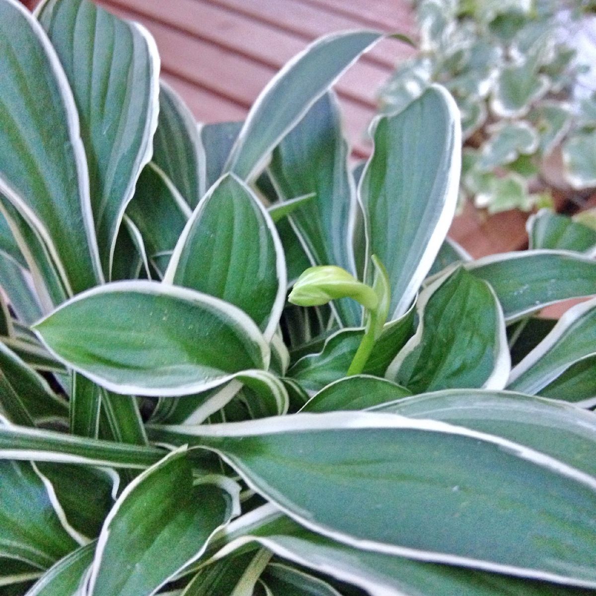 今年も開花