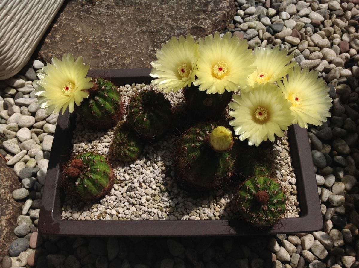 多肉植物の花が、可愛いくて