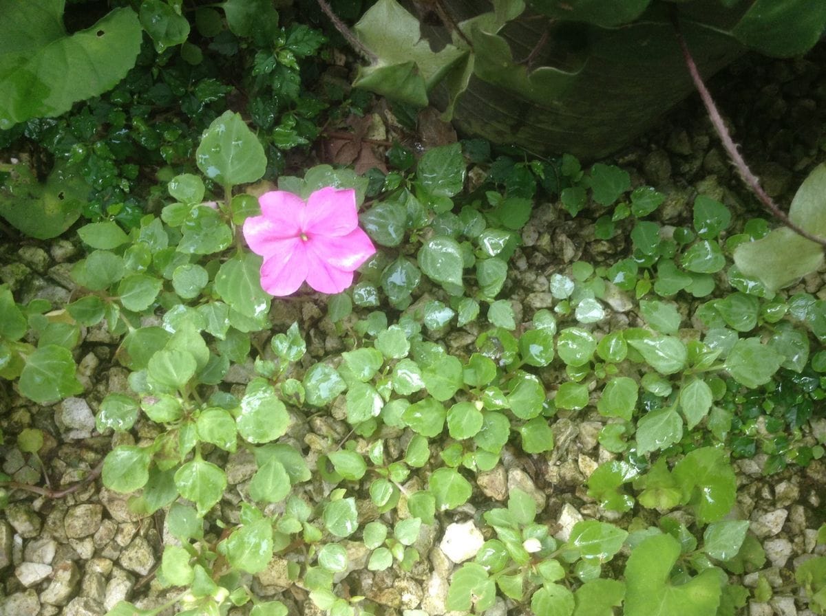 こぼれだねから、花が咲いてきました。