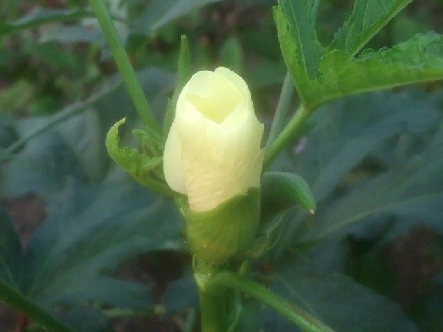 出勤前の庭より･･･アオイ科の植物