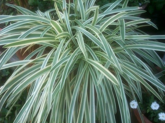 何か涼しげなものを･･･斑入り植物