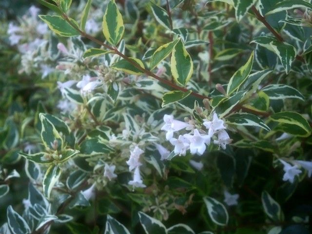 何か涼しげなものを･･･斑入り植物