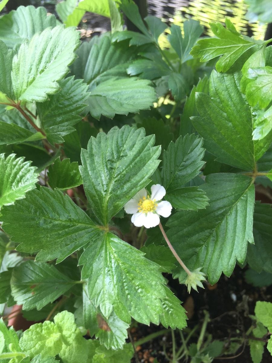 暑くてヤバイ☀️