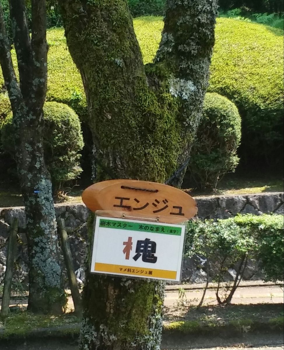 図書館籠り中　樹木マスター(^^)