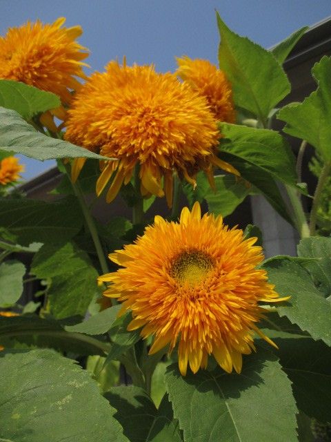 夏の一日、フォトダイアリー。