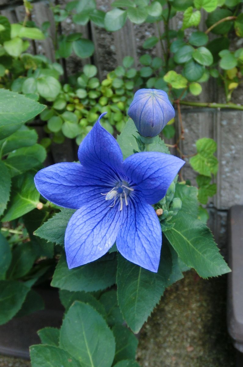 紫のお花たち