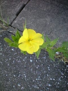 ☆通勤途上のお花達☆