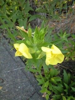 ☆通勤途上のお花達☆