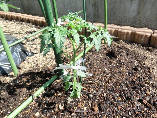 夏野菜、追加しました