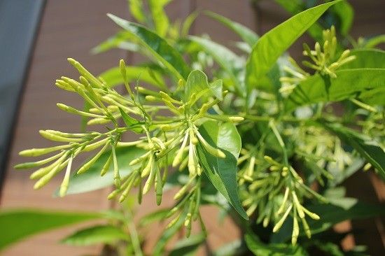 夜開く花たち