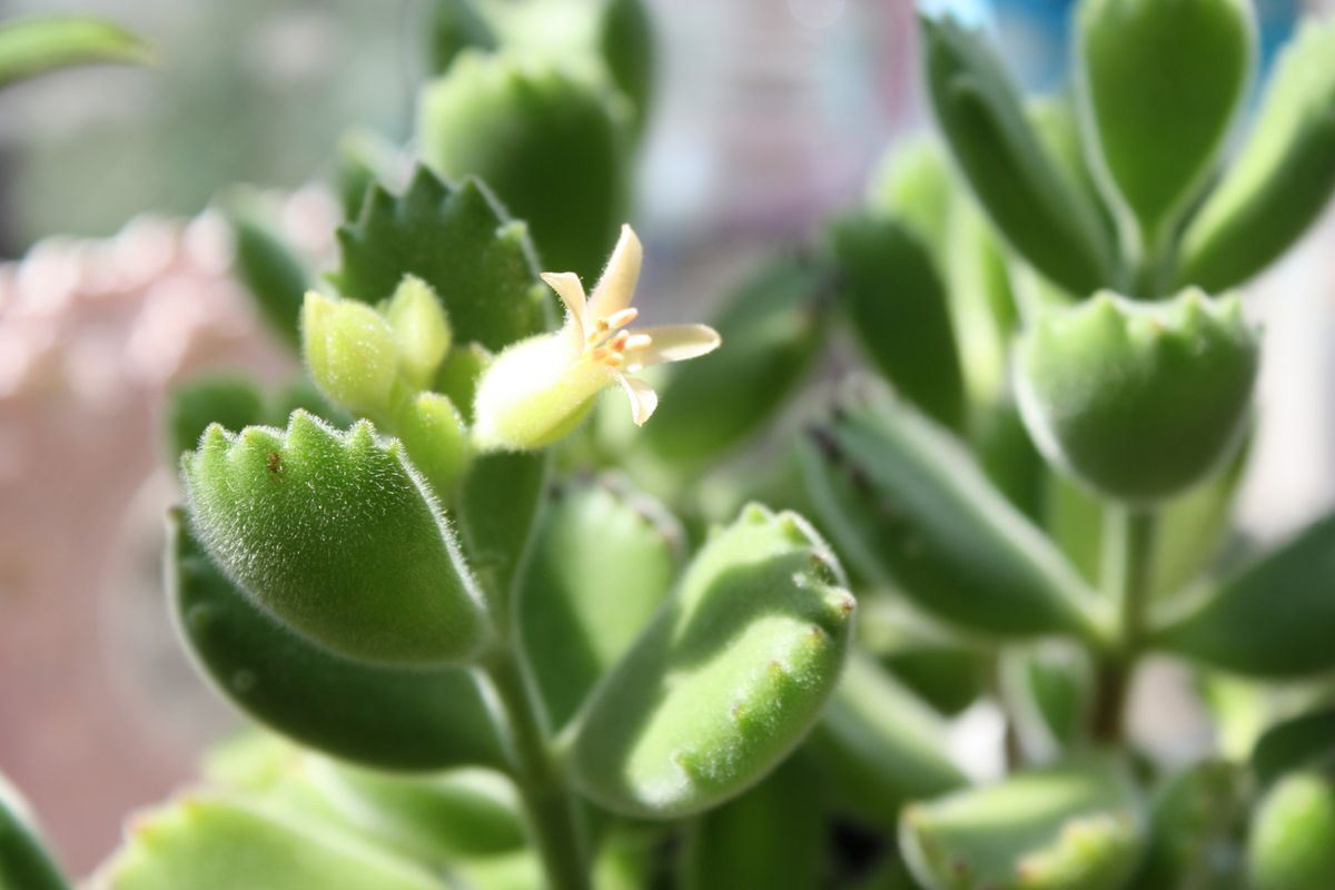 熊童子の花が咲きました