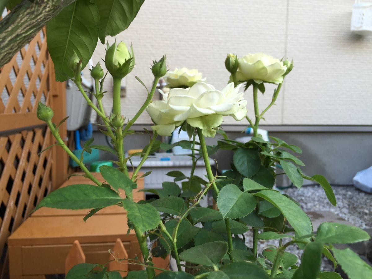 バラ、ばら、薔薇