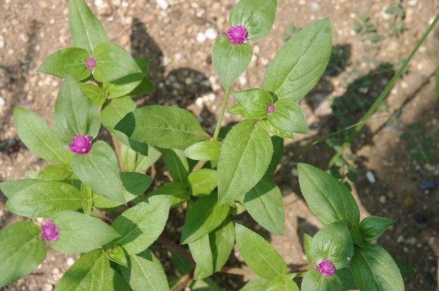 暑い毎日にも丈夫な花