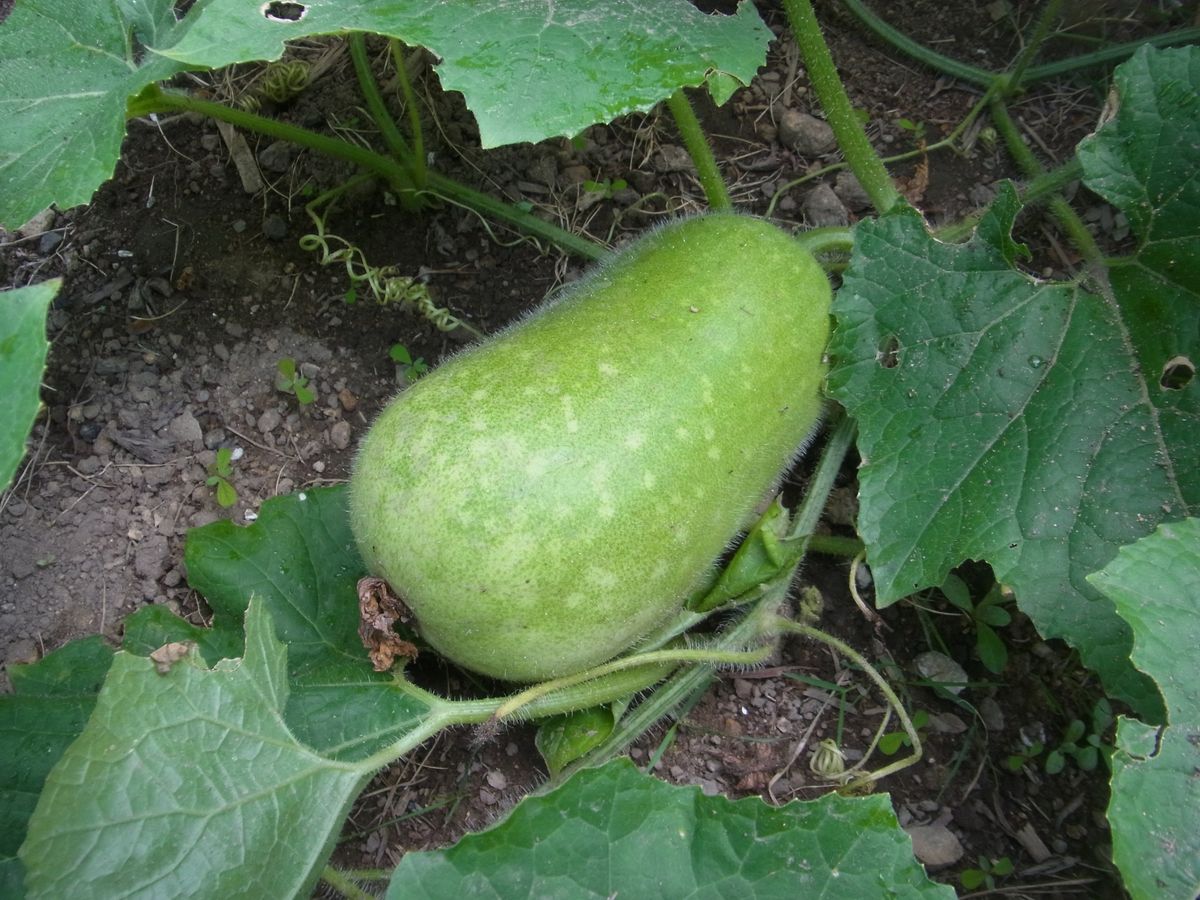 今日は野菜で