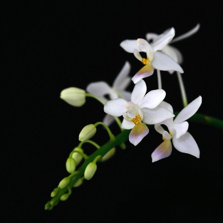 Phal. equestris f. coerulea