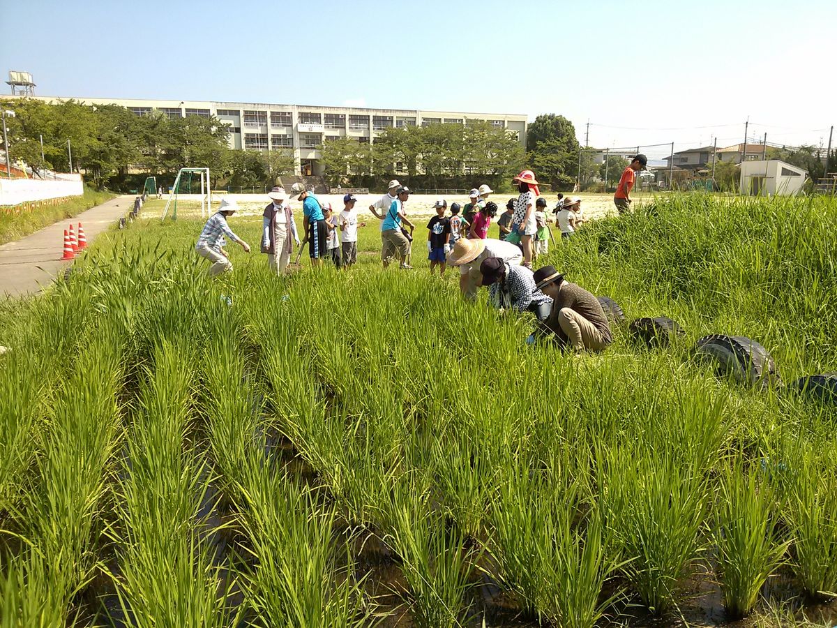 田の草取り