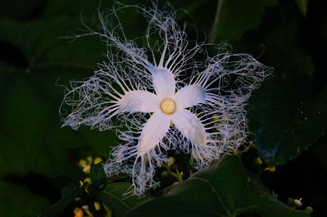 カラスウリの花