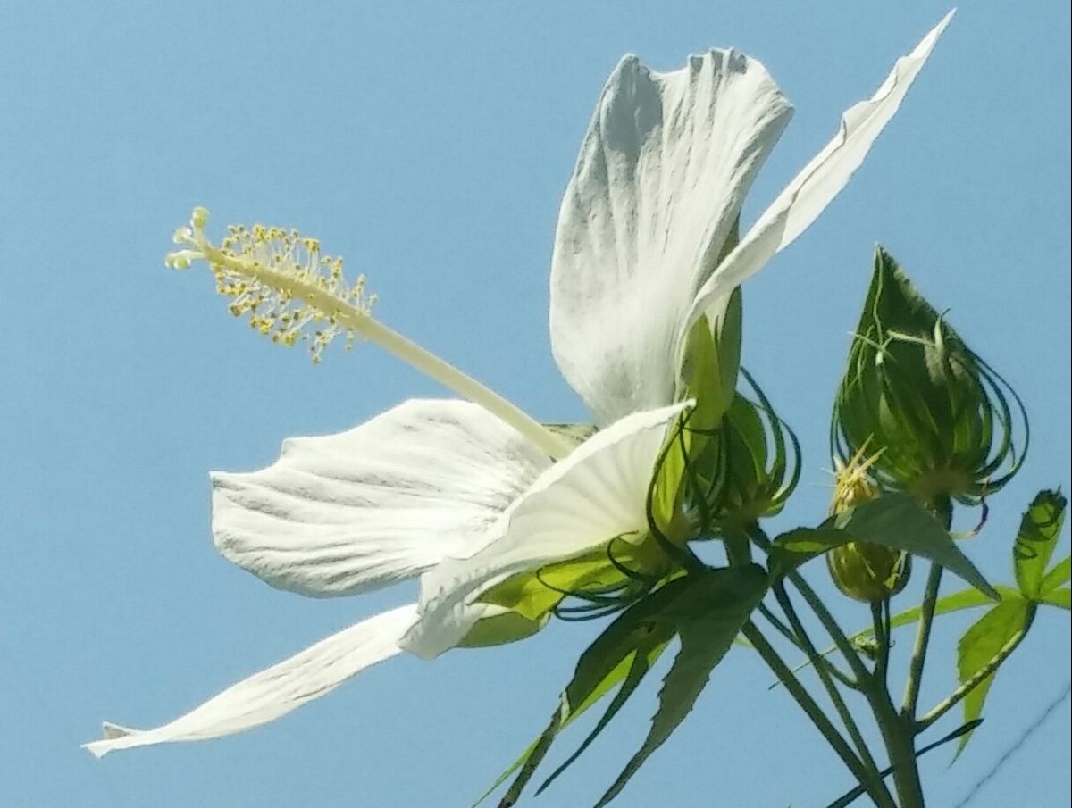 モミジアオイ🌺白　初開花( ・∇・)