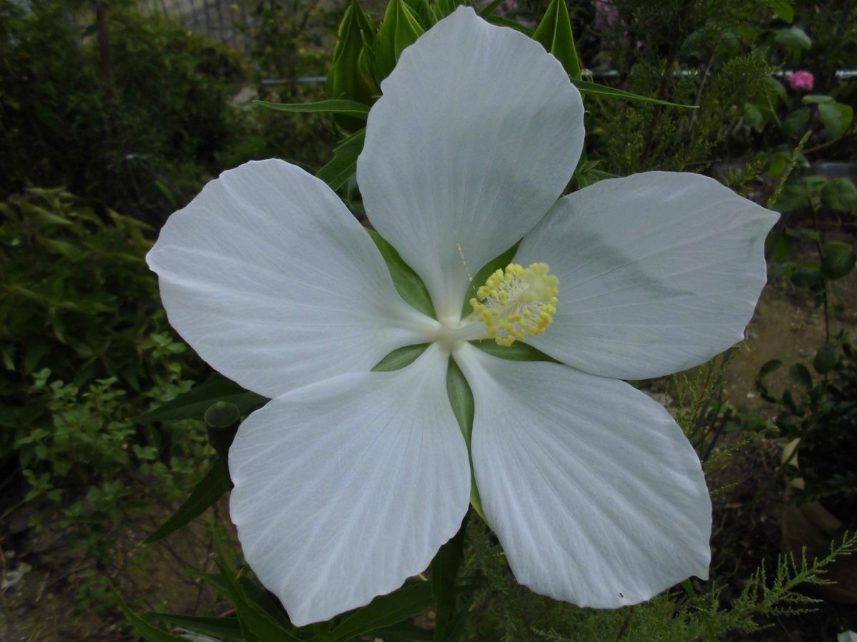 白花モミジアオイ