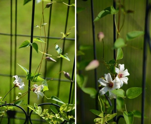 庭の草花