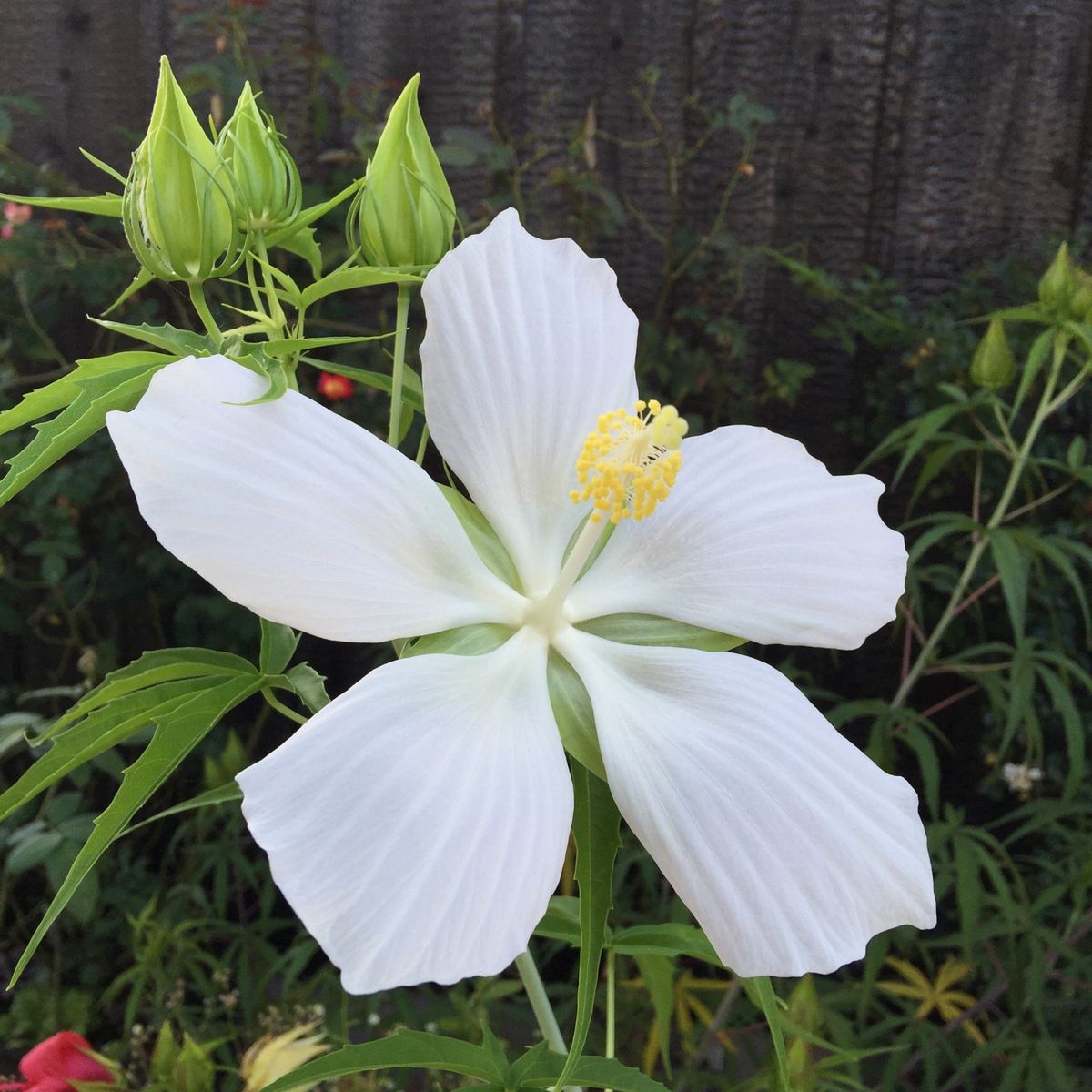 暑いので、白い花