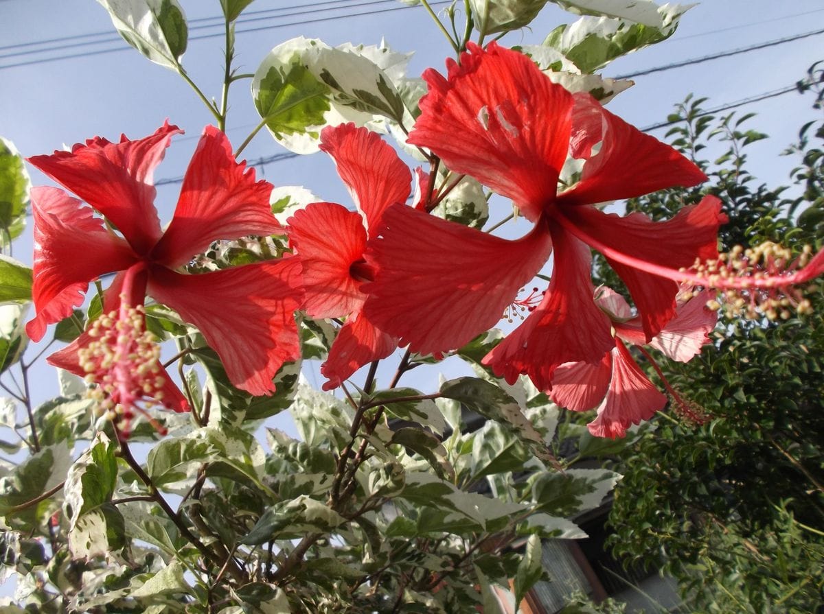 夏空にハイビスカスの花。