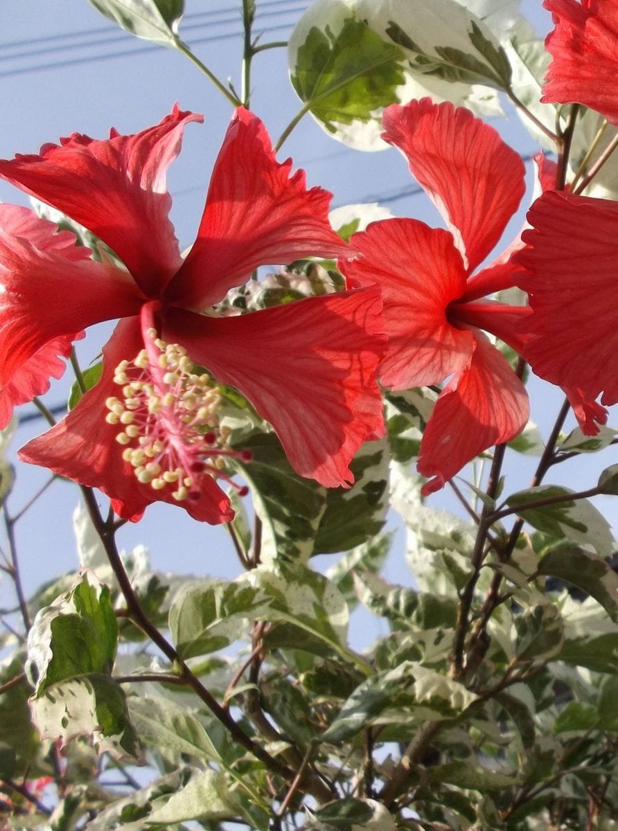 夏空にハイビスカスの花。