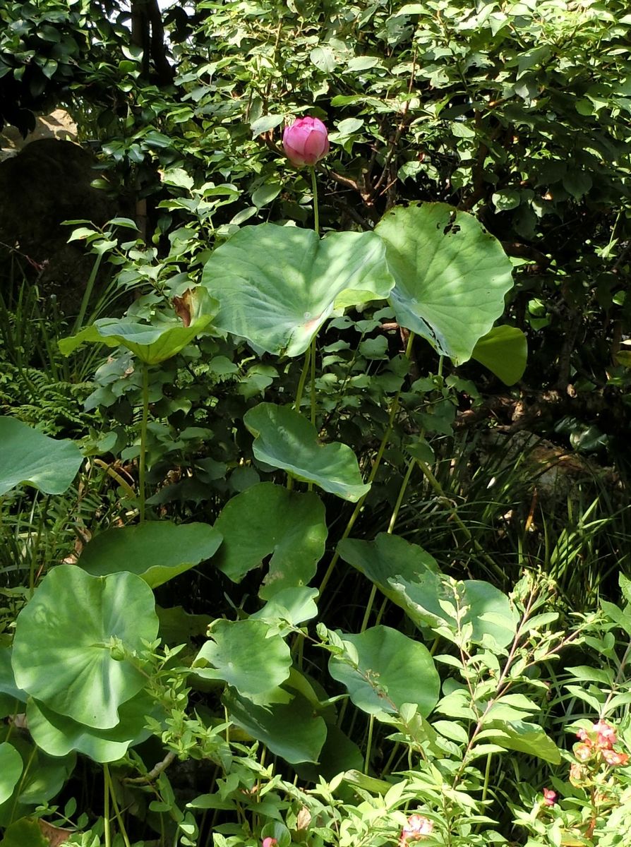 ミニハスの開花