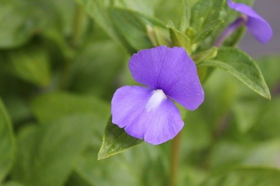 朝の花