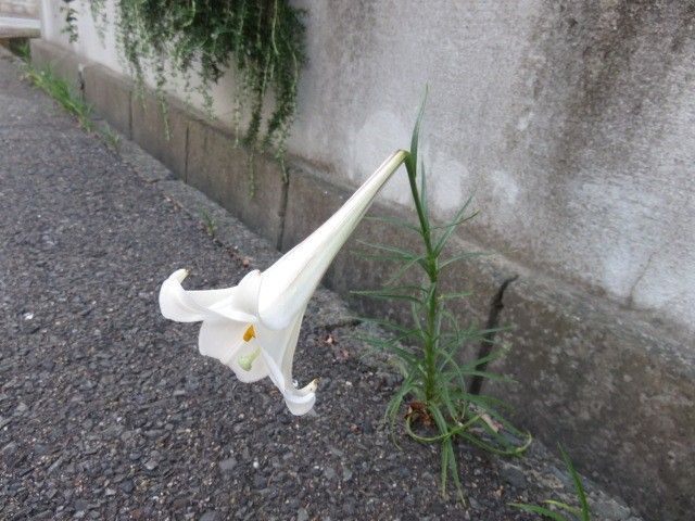 逃げ出すユリ