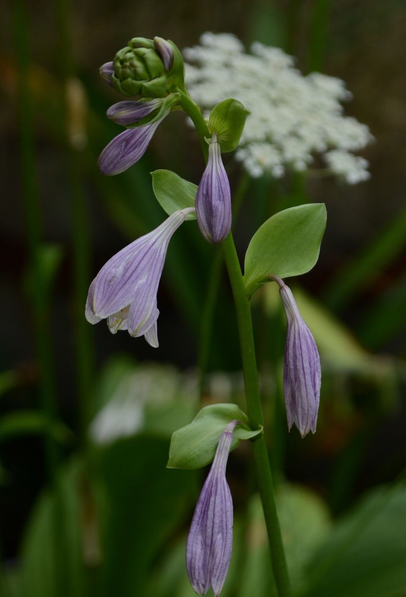 ギボウシ実生苗が開花しました